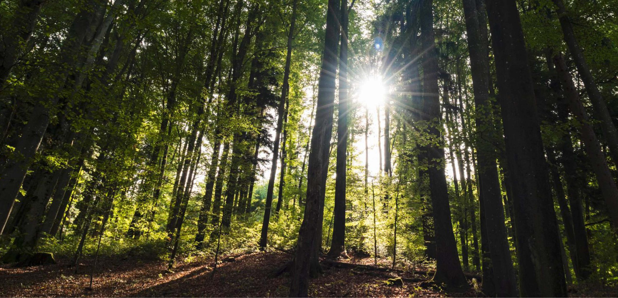 Sonnenlicht durch Wald